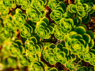 Sempervivum auf felsigem Untergrund
