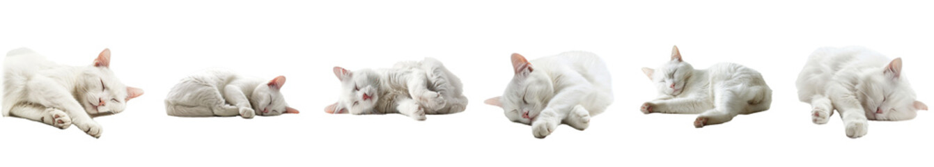 White Cat Poses Collection, Sleeping isolated against transparent background, PNG