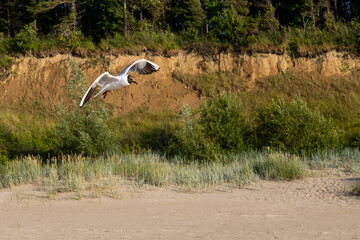 Mewa. rybitwa, morze, woda, plaża © Estera