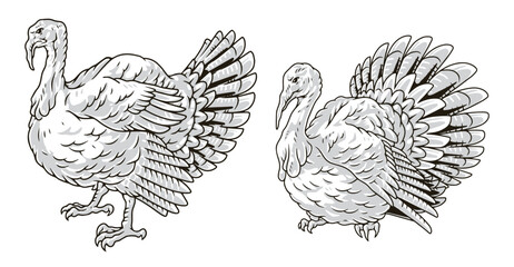 Turkey bird set stickers monochrome