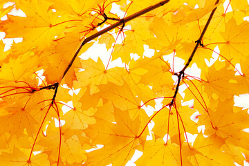 Autumn natural background, close up maple leaves beauty in nature abstract yellow red orange color leaf, botanical texture pattern from autumnal foliage, fall color gradient, vivid landscape