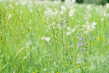 Summer nature wild blossoming white flower meadowsweet outdoor, grasses and wildflowers at sunlight, meadow medical herbs and field bloom plants, summer flowering season, green botanic background