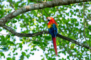 Scarlet macaw  (Ara macao) in the rainforest, Panama, Central America - stock photo