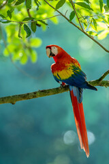 Scarlet macaw  (Ara macao) in the rainforest, Panama, Central America - stock photo