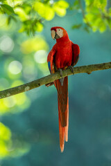 Scarlet macaw  (Ara macao) in the rainforest, Panama, Central America - stock photo © Amaiquez
