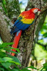 Scarlet macaw  (Ara macao) in the rainforest - stock photo