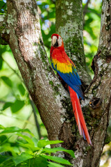 Scarlet macaw  (Ara macao) in the rainforest - stock photo © Amaiquez