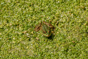 Friendly green frog perched on floating vegetation in the stagnant water of a river in summer and with intense light