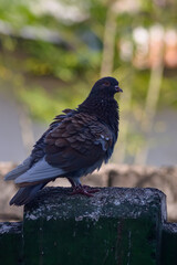Pigeon perched on the fence with fluffy feathers. Pigeon with beautiful brown feather pattern. Side view.
