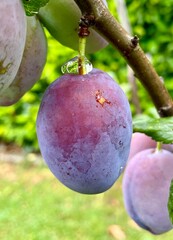 plums on a tree with water drops on surface 