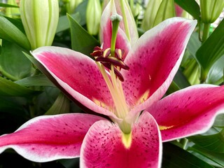 pink lily flower © Tobias
