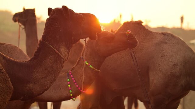 Camels in slow motion at the Pushkar Fair, also called the Pushkar Camel Fair or locally as Kartik Mela is an annual multi-day livestock fair and cultural held in the town of Pushkar Rajasthan, India.