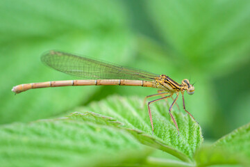 A blue featherleg damselfly resting on a grass
