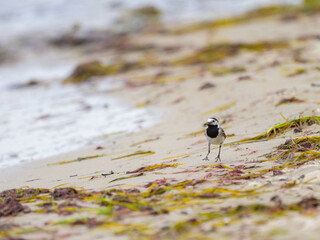 A White Wagtail running on the beach