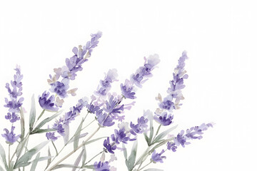 Obraz premium Watercolor lavender blossom border flowers, white background