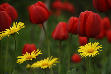 flower field: red, yellow, green