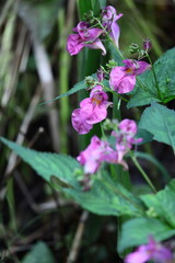 釣り船に似た花