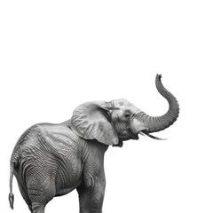 Naklejka premium Graceful elephant raising its trunk in a majestic pose, showcasing the beauty of wildlife and nature in monochrome.
