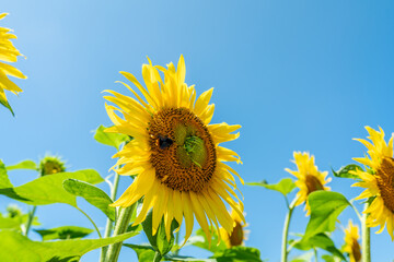 夏の青空と、満開のひまわり