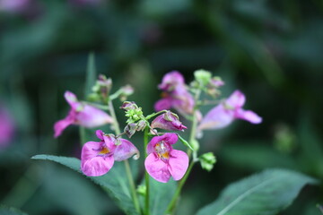 Fototapeta premium 釣り船に似た花