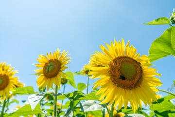夏の青空と、満開のひまわり