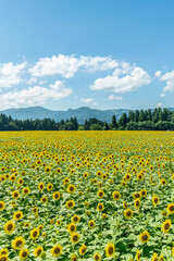 夏の青空と、広大に広がるひまわり畑
