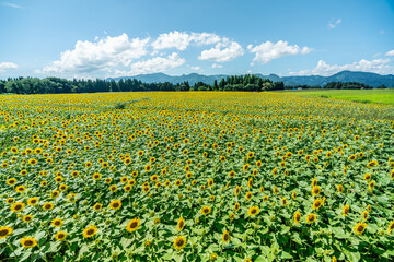 夏の青空と、広大に広がるひまわり畑