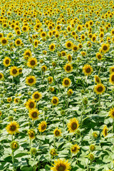 夏の青空と、広大に広がるひまわり畑