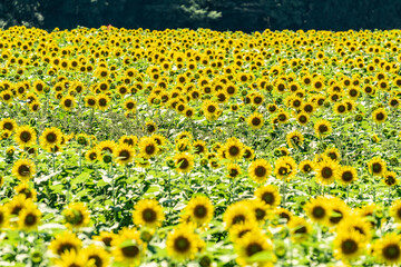 夏の青空と、広大に広がるひまわり畑