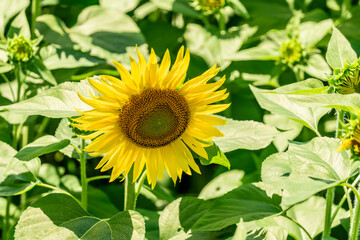 夏の青空と、広大に広がるひまわり畑