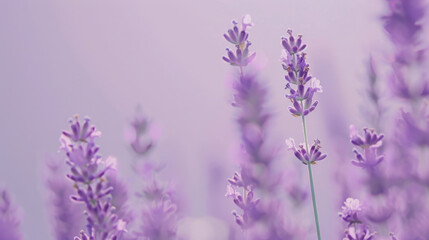Naklejka premium A minimalist lavender background featuring a smooth, solid color with no texture or patterns. The clean, uniform lavender hue provides a simple yet elegant backdrop.