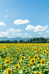 夏の青空と、広大に広がるひまわり畑