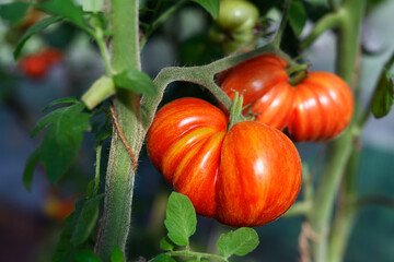 Ripe red tomatoes on a plant in greenhouse close up. Food photography