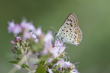 Lycaena tityrus, the sooty copper