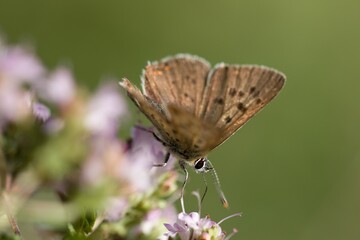 Lycaena tityrus, the sooty copper