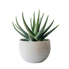 A beautiful green aloe vera plant in a simple white pot, perfect for adding a touch of nature and freshness to your indoor space.