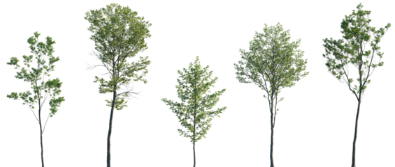 Acer pseudoplatanus, Alnus glutinosa, Ulmus pumila, Castanea sativa, Quercus robur frontal set trees isolated png on a transparent background premium cutout