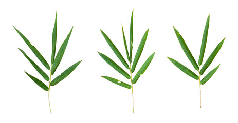 Bamboo leaf branch isolated on transparent background PNG File.