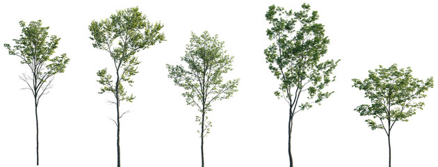 Acer pseudoplatanus, Alnus glutinosa, Ulmus pumila, Castanea sativa, Quercus robur trees isolated...