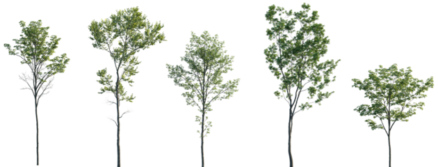 Acer pseudoplatanus, Alnus glutinosa, Ulmus pumila, Castanea sativa, Quercus robur trees isolated png on a transparent background premium cutout