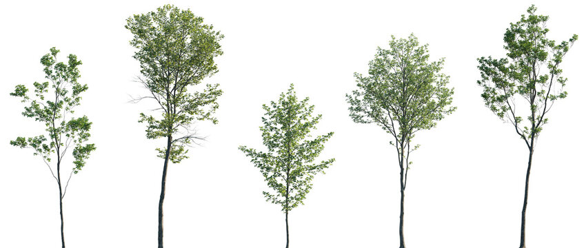 Acer pseudoplatanus, Alnus glutinosa, Ulmus pumila, Castanea sativa, Quercus robur frontal set trees isolated png on a transparent background premium cutout