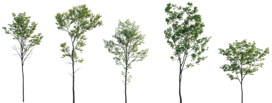 Acer pseudoplatanus, Alnus glutinosa, Ulmus pumila, Castanea sativa, Quercus robur trees isolated png on a transparent background premium cutout