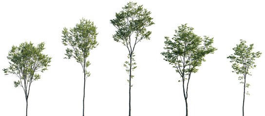 Acer pseudoplatanus, Alnus glutinosa, Ulmus pumila, Castanea sativa, Quercus robur frontal trees...