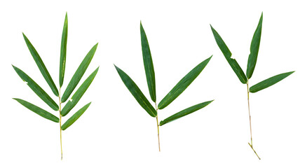 Bamboo leaf branch isolated on transparent background PNG File.