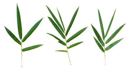 Bamboo leaf branch isolated on transparent background PNG File.