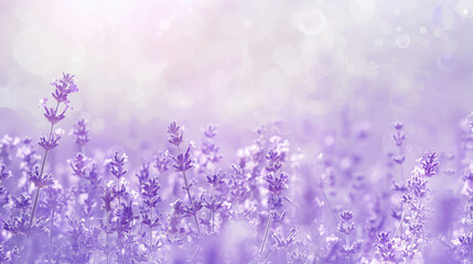 Obraz premium A lavender background with a gradient from lavender to white, creating a light and airy effect. The gentle transition enhances the calming quality of the color.