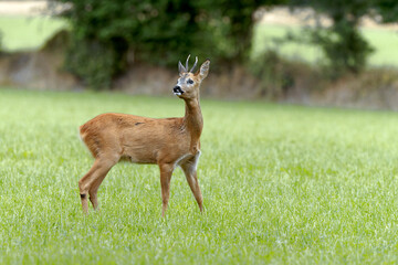 Rehbock auf der Weide