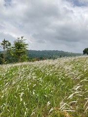 field and blue sky in Khao Yai National Park  Thailand