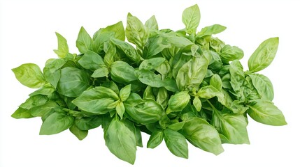 Bright bunch of fresh basil herb on white background