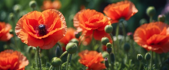 Naklejka premium Beautiful spring summer bright natural background with colorful poppy flowers close up.
